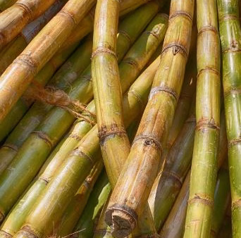 Nieuw: bio-based BORGinsole
