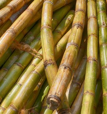 Nieuw: bio-based BORGinsole